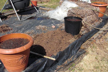 Large pots filled with dirt, planted with lettuce