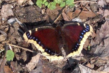 Butterfly on ground