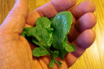 Small handful of arugula