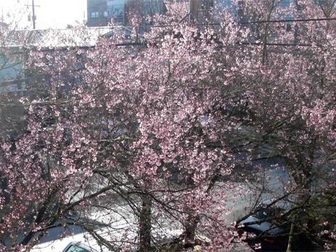 Sun on blossoming trees, Portland, OR