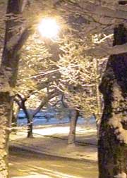 Snow-covered tree branches at night