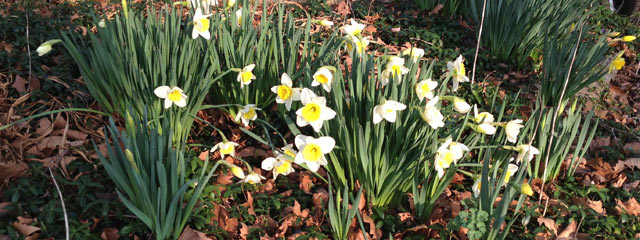 Daffodils and other flowers
