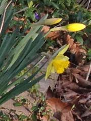Daffodils in front yard