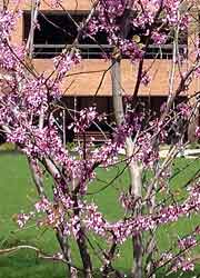 Pink blossoms on tree