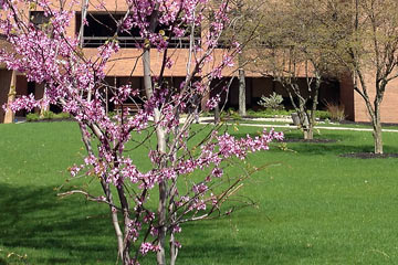 Pink blossoming tree