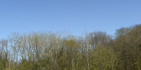 Blue sky over trees, Rocky River park