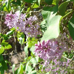 Lilacs in bloom