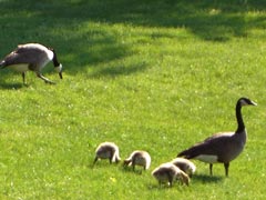 Geese and goslings