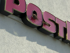 Birds' nests inside of sign on storefront