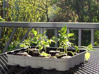 Pepper seedlings in tray, outside in the sun