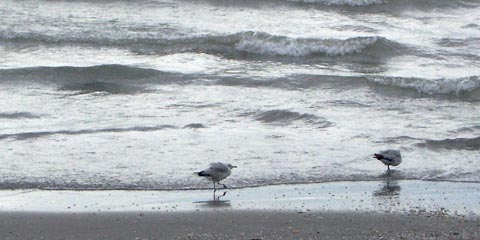 Two seagulls standing on the beach 