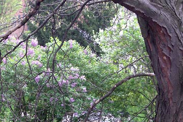 Trees in blossom