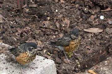 Two baby robins