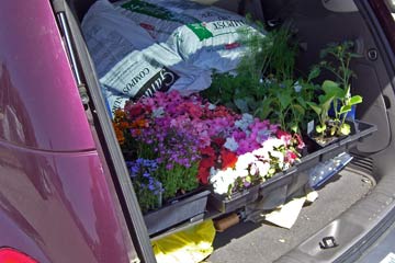 Back of car filled with flats of flowers and vegetables.