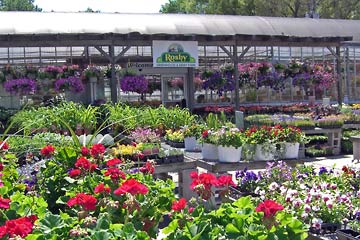 Rosby's greenhouse with flats of colorful flowers in foreground