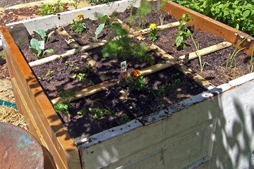 Raised bed with plants in it