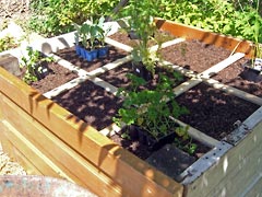 Wooden grid and some plants 