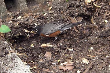 Robin in compost heap
