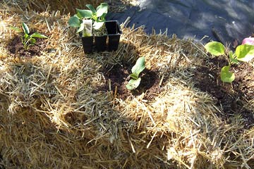 Top of straw bale planted with eggplant, zuccini and pepper plants