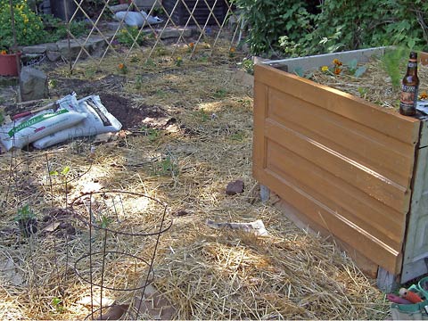 Garden with lots of seedling in the ground