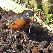 Robin with worm in beak