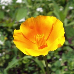 Brilliant yellow flower against green background