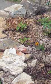 Little seedlings in garden