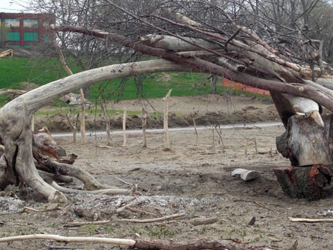 Driftwood sculpture at Edgewater Park