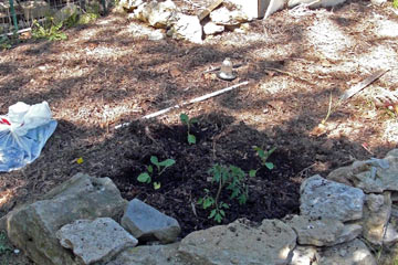 Plants in garden