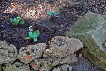 Cauliflower seedlings in the ground