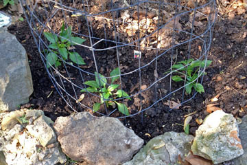 Pepper seedlings in ground