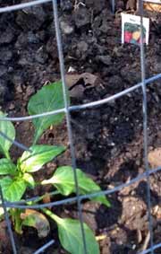 Green seedlings in garden