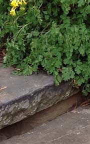 Green plant and rock