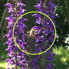 Bee on flower