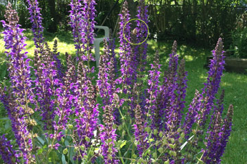 Purple flowers