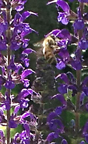 Close-up of purple flower