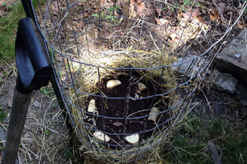 Potato tower with seed potatoes