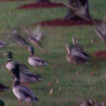 Ducks taking flight at Tri-C