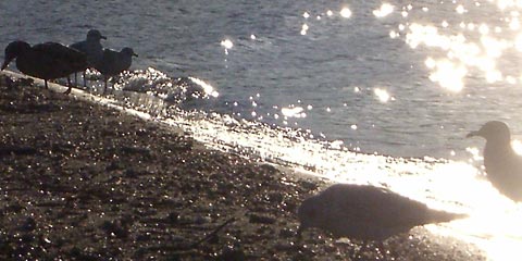 Gulls at the waterline, Edgewater Beach