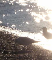 Gulls at water's edge in sun
