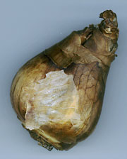 Daffodil bulb