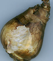 Daffodil bulb