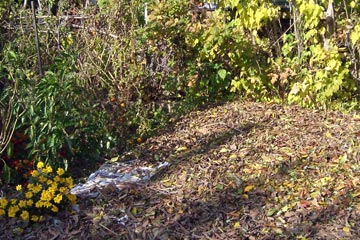 Grass covered with newspapers and leaves