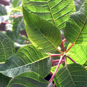 Close-up of leaves of pointsettia plant