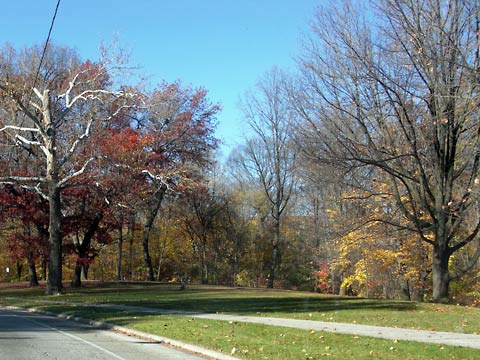 Red and green trees in park