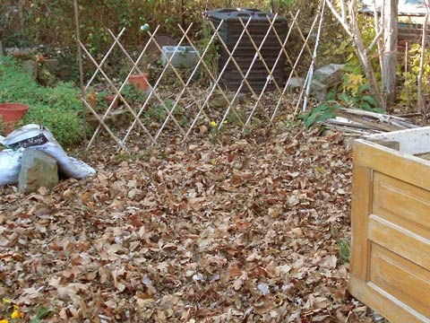 Garden with ground covered by leaves