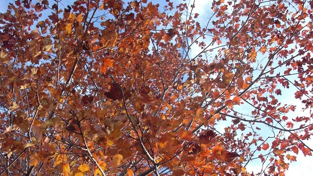 Red leaves and sky