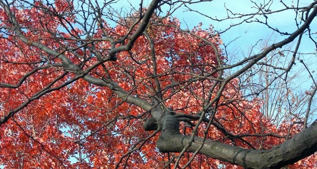 Red leaves and tree limb