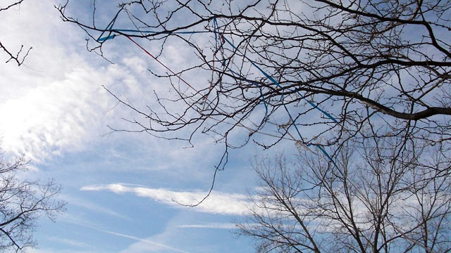 Branches against blue sky