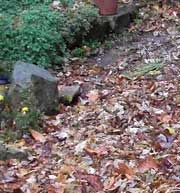 Leaves covering garden plot